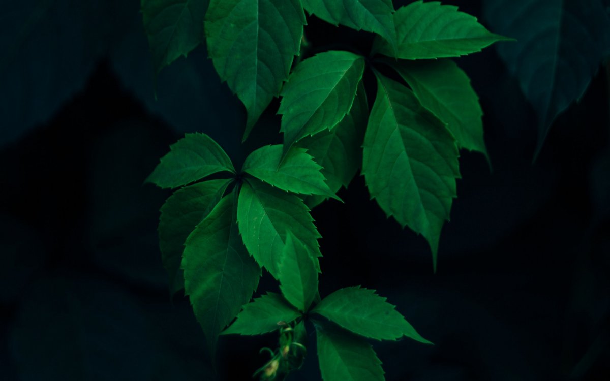 Зеленые листья на черном фоне