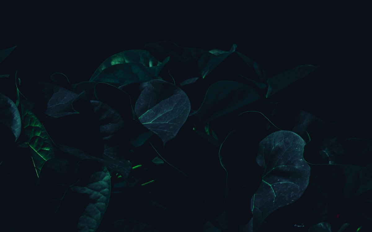 Темная Эстетика