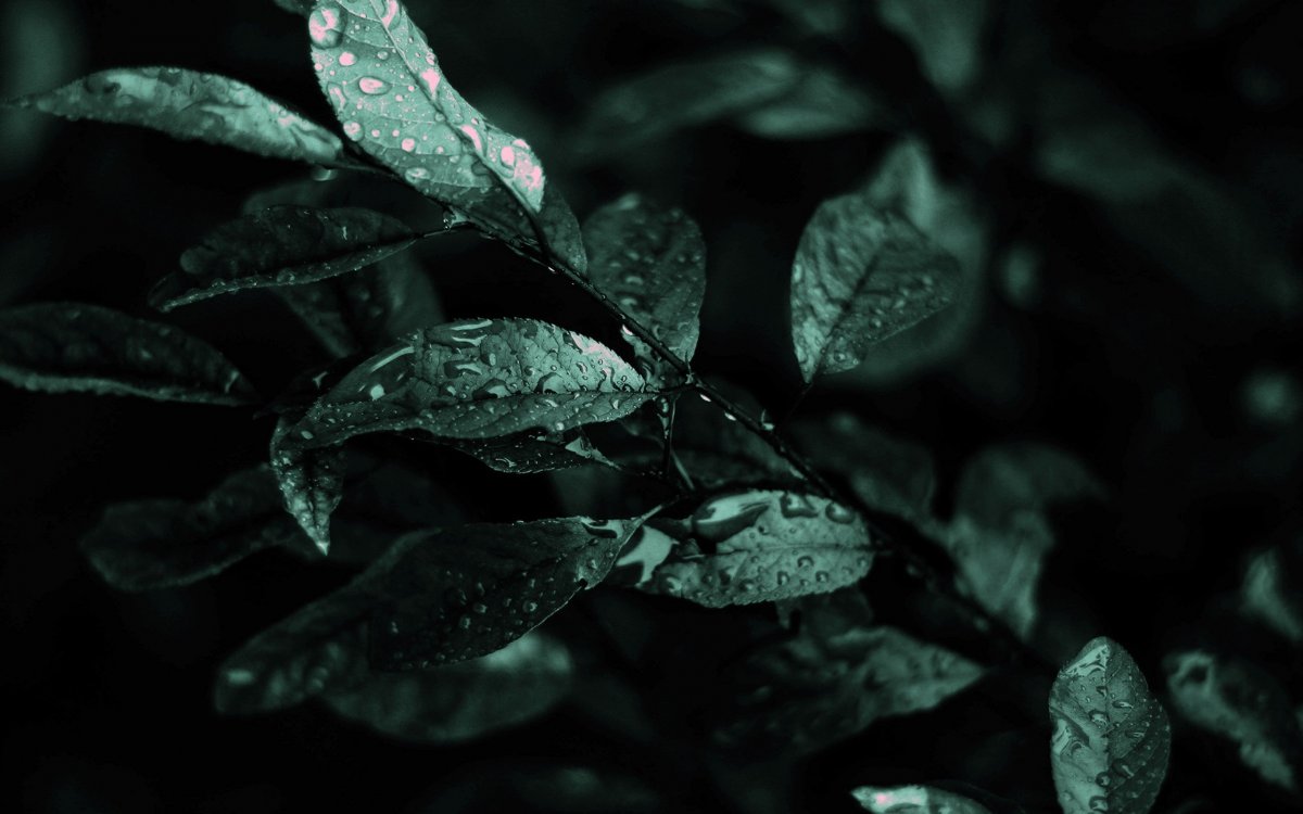 Темные листья обои