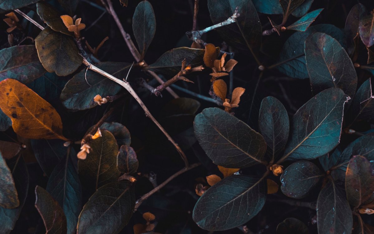 Красивый зеленый цвет