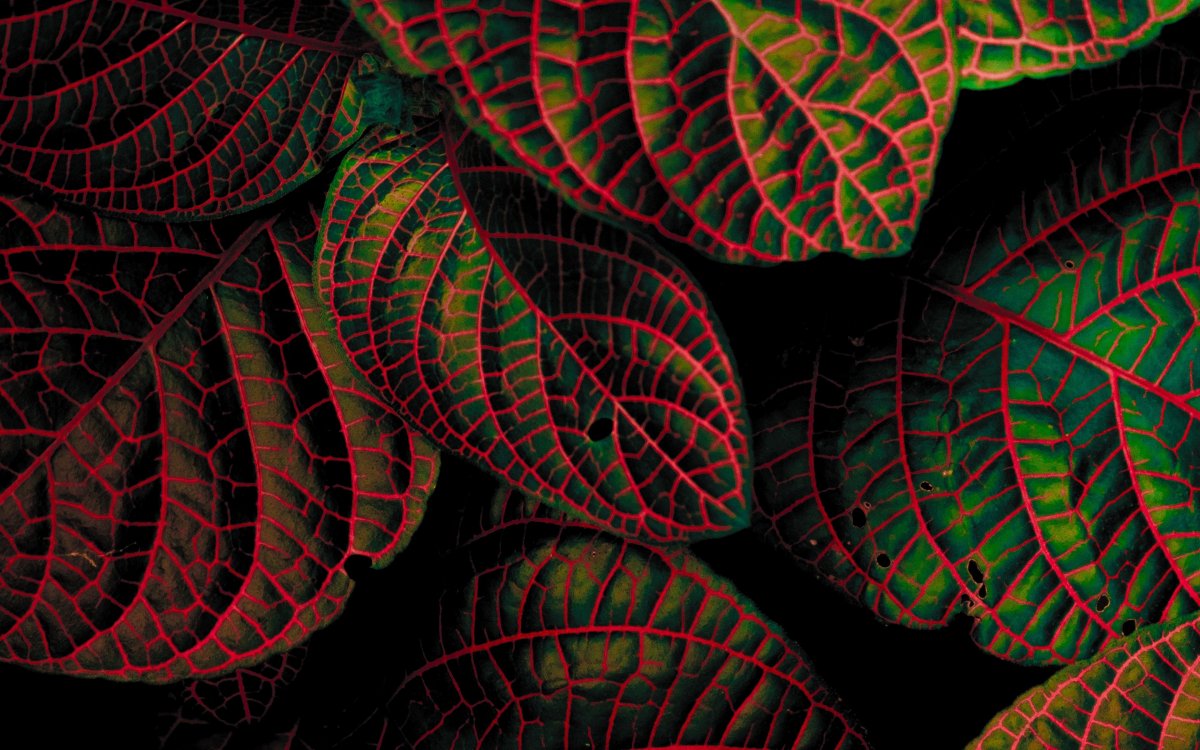 Листья растений