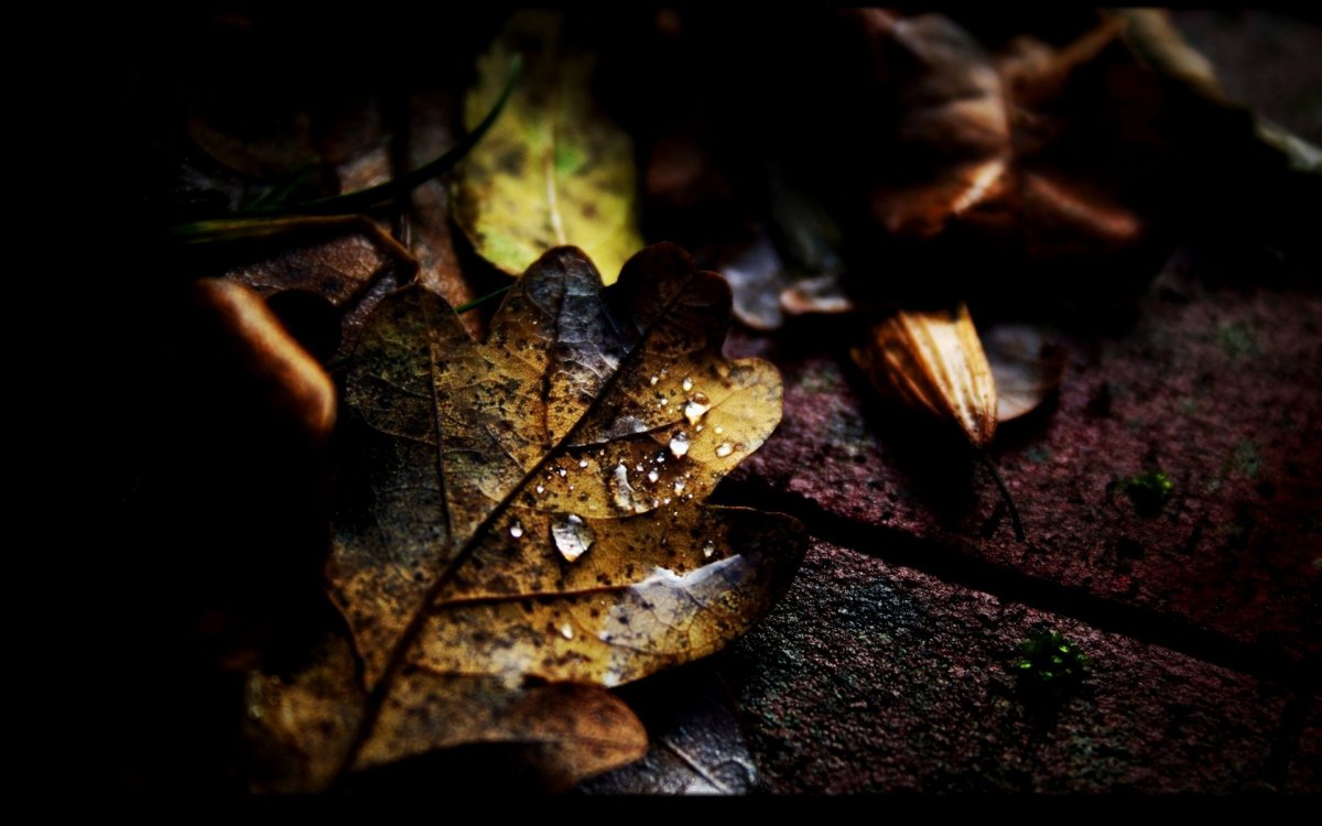 Обои на рабочий стол осень