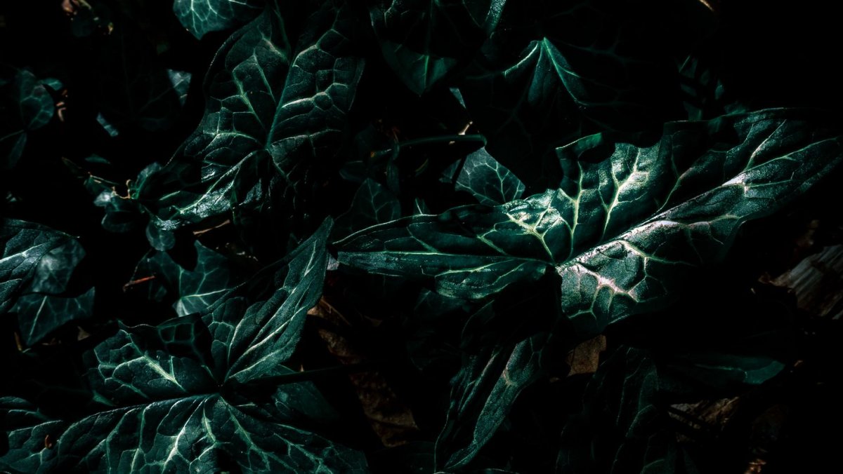 Зеленые цветы