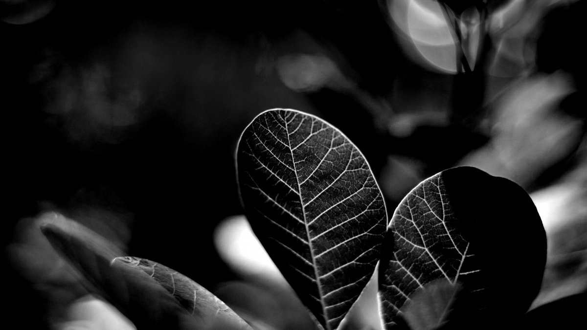 Обои на рабочий стол темные