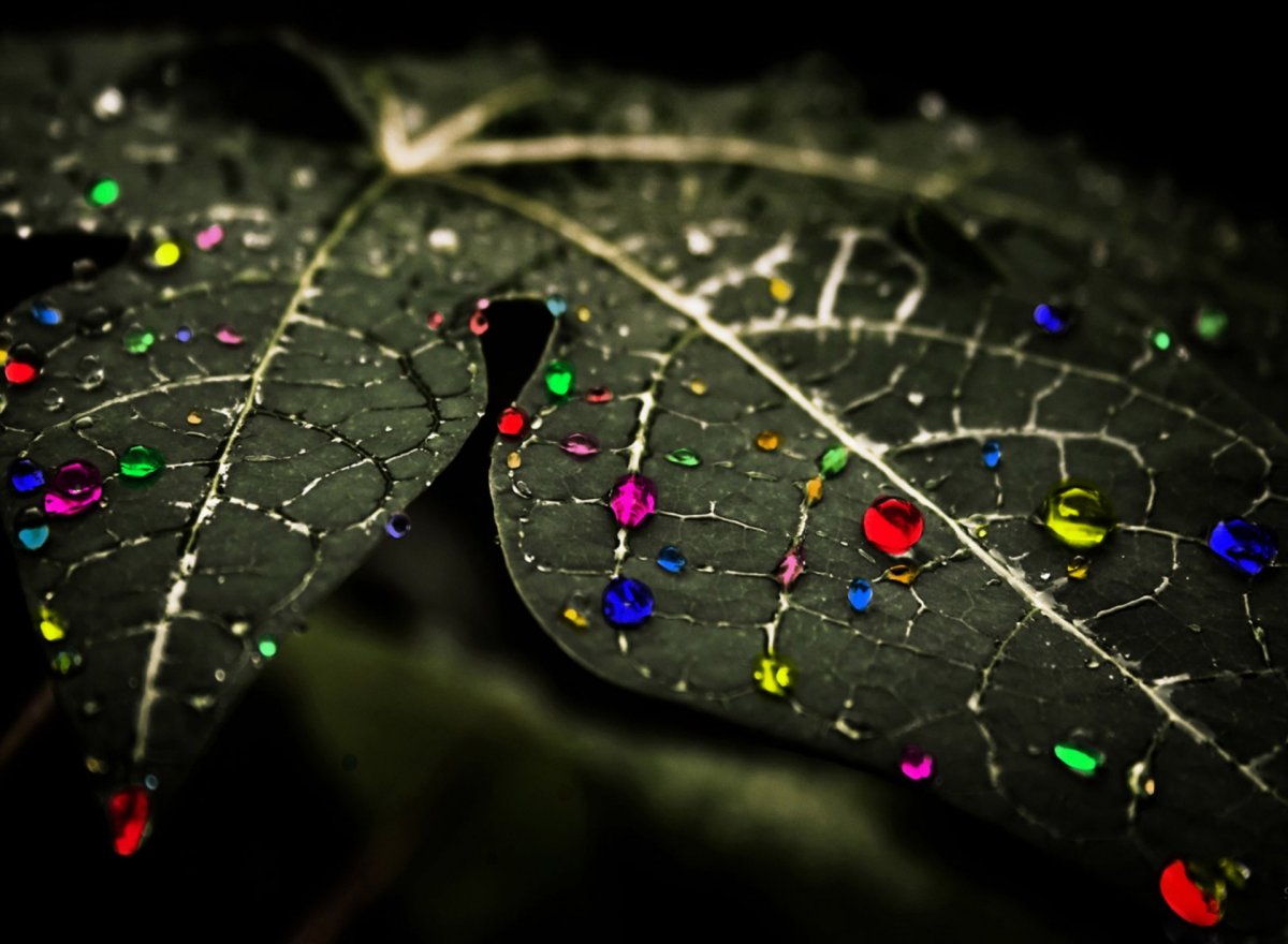 Фиттония Эстетика