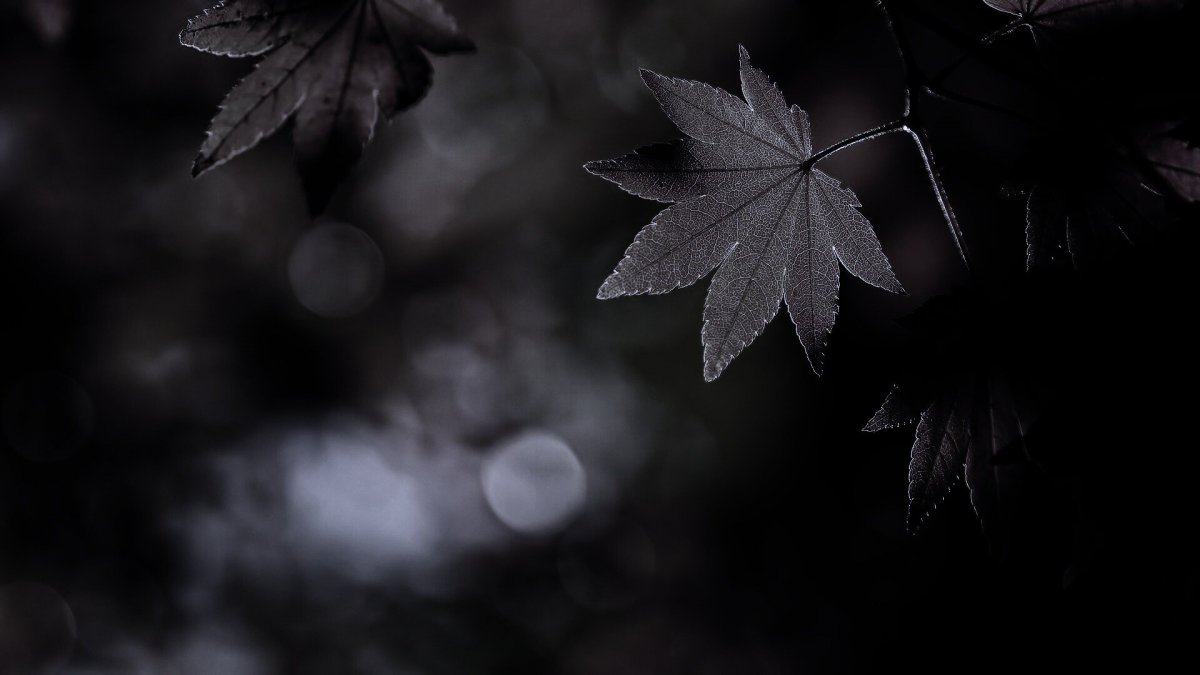 Листья с каплями воды