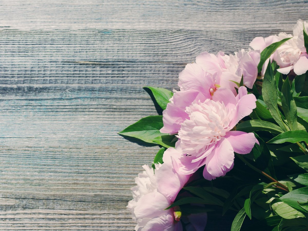 Фотофон пионы