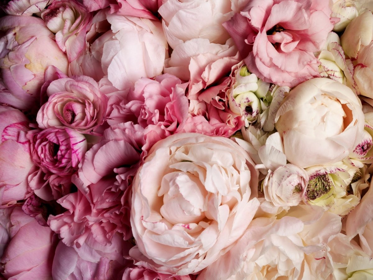 Пионы пудровые 4к