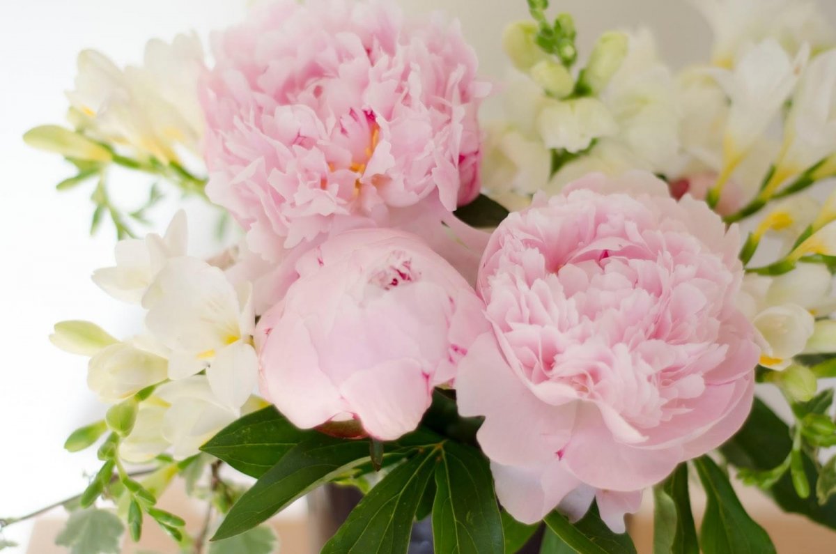 Юсиен пионы