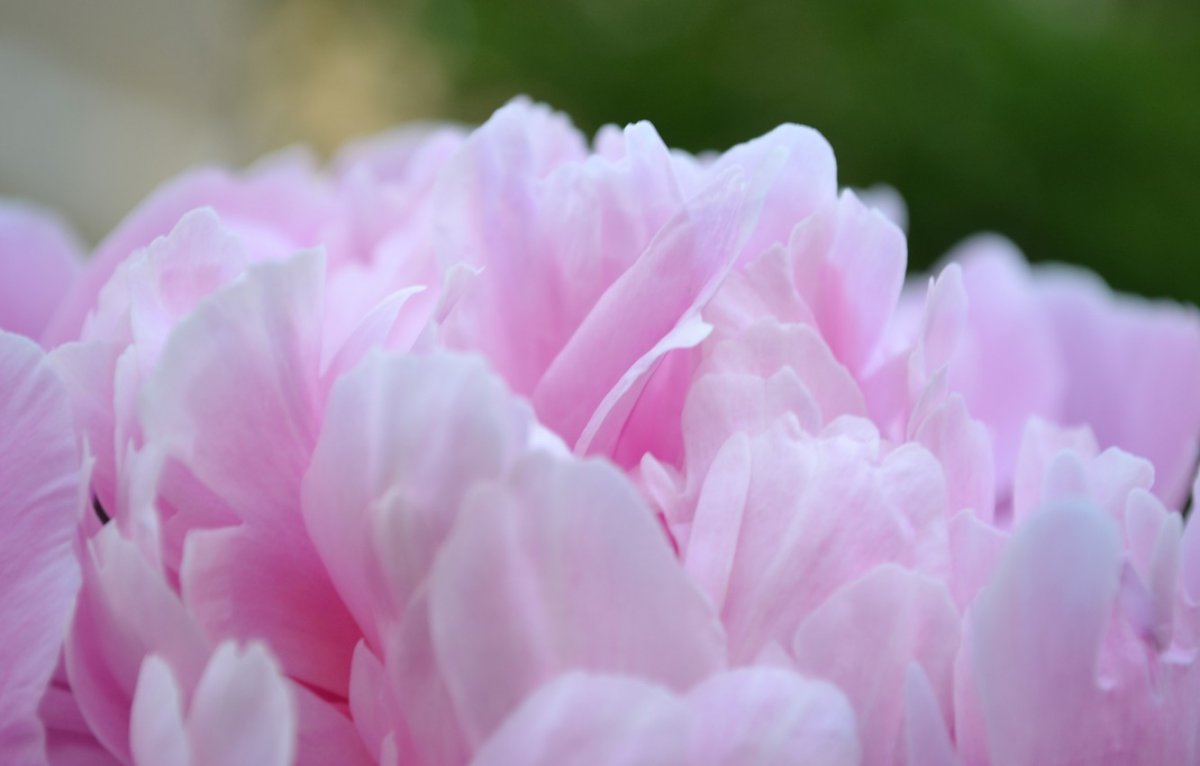 Розовые пионы