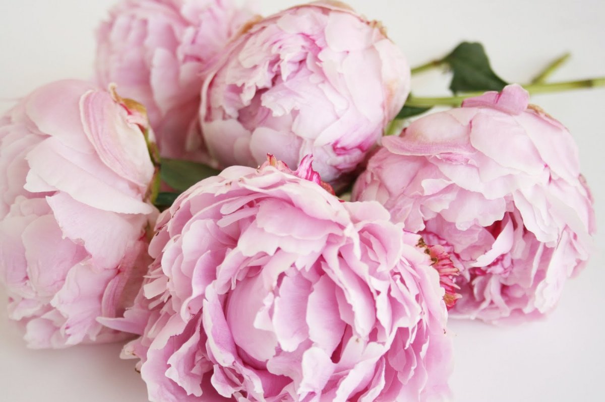 Пиони Пинк (Peony Pink)