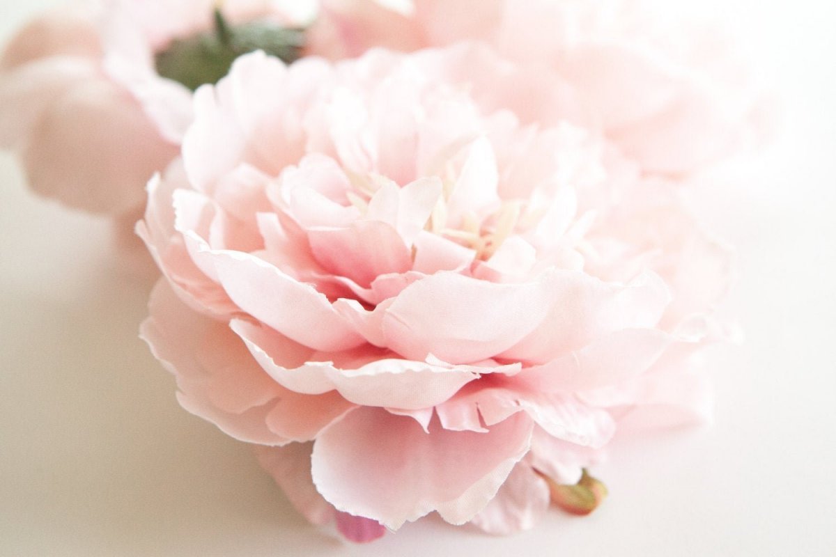 Нюдовые пионы