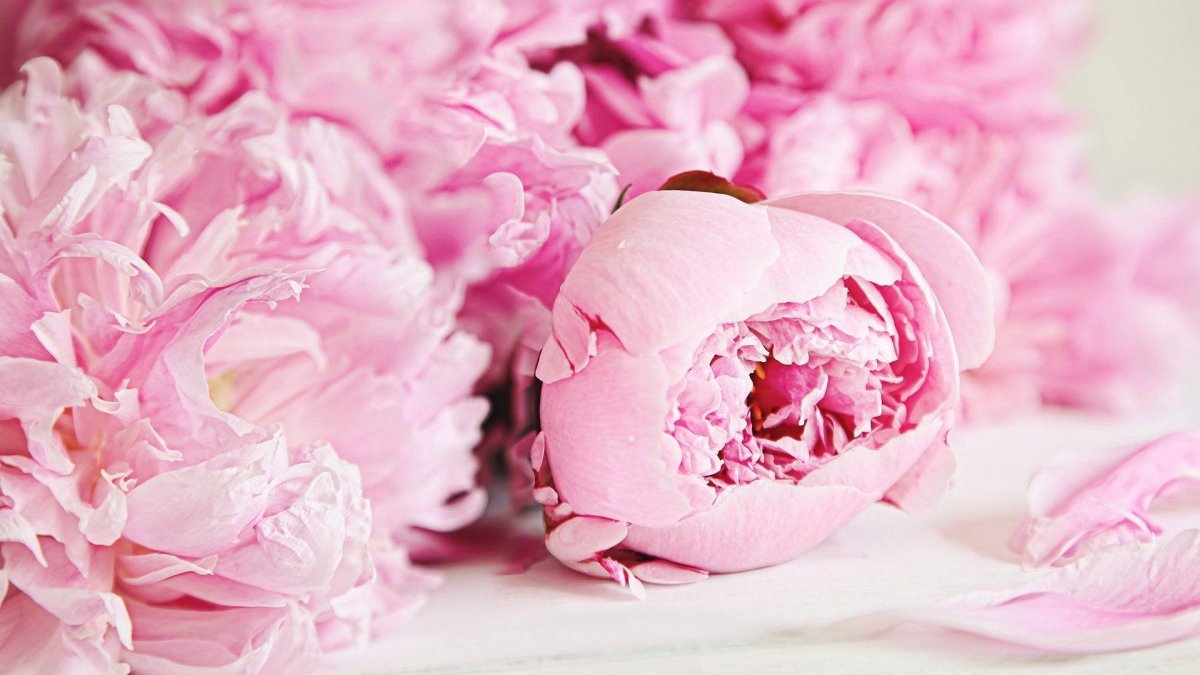 Пион нежно-розовый