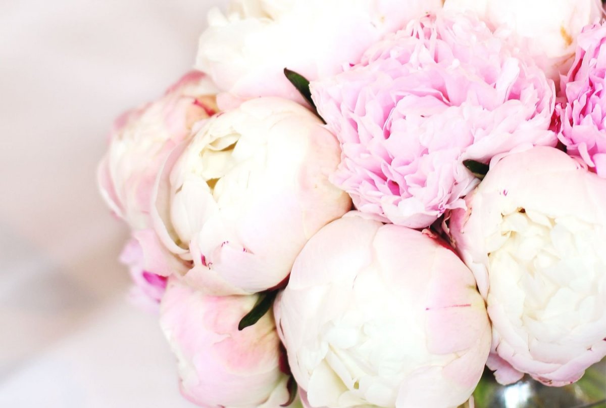 Маршмеллоу бутон пион