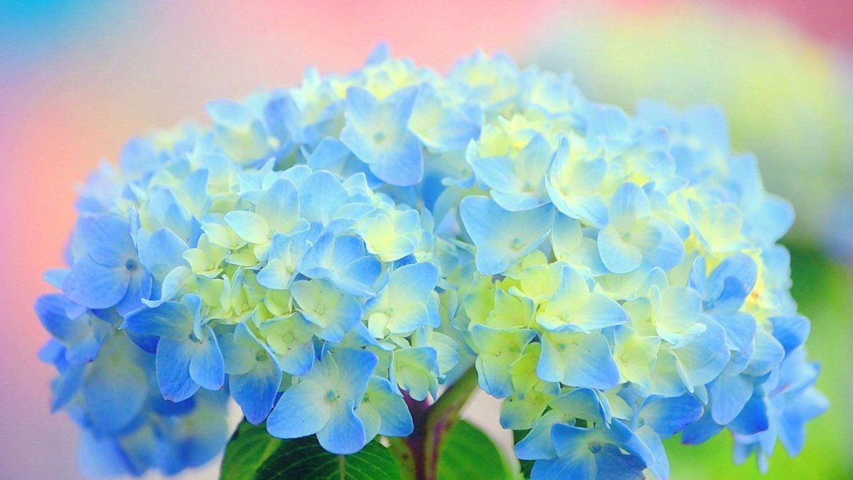 Гортензия крупнолистная Popcorn