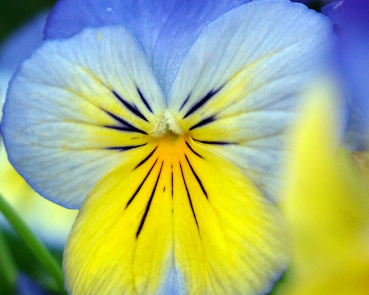Анютины глазки синие с желтым
