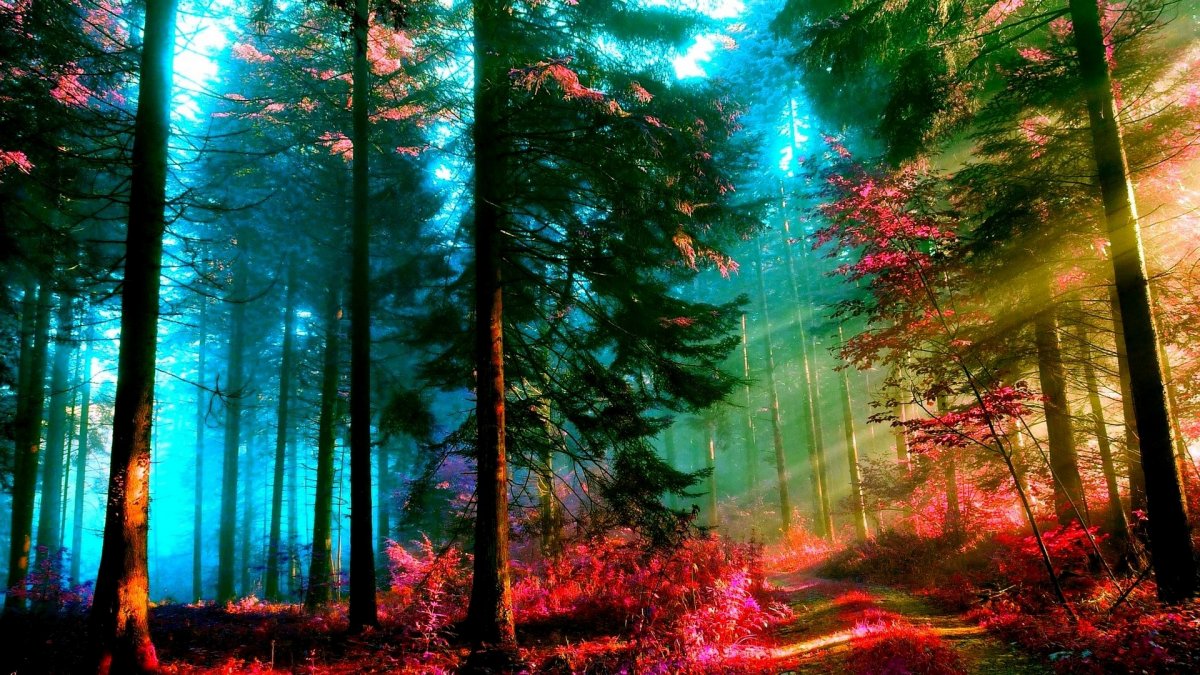 Пейзаж леса