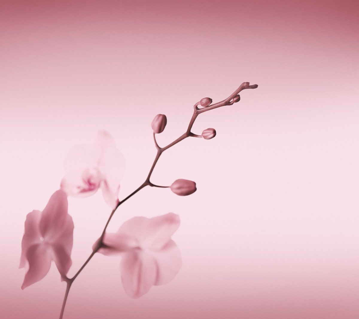 Фотообои на телефон однотонные