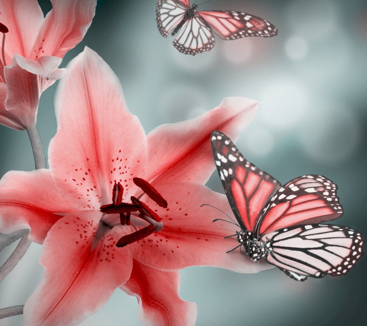 Яркие бабочки