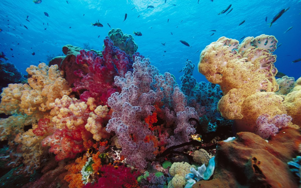 Кораллы бентос