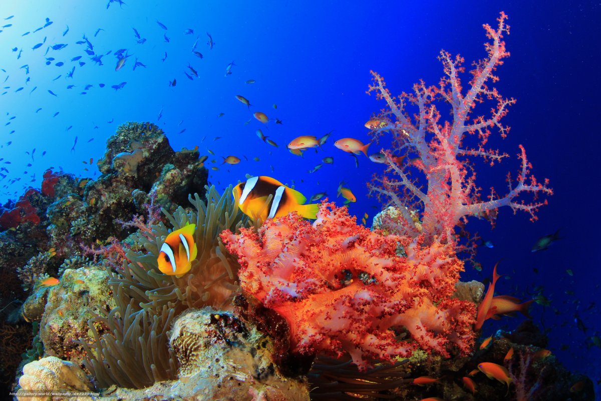 Коралловые рифы красного моря