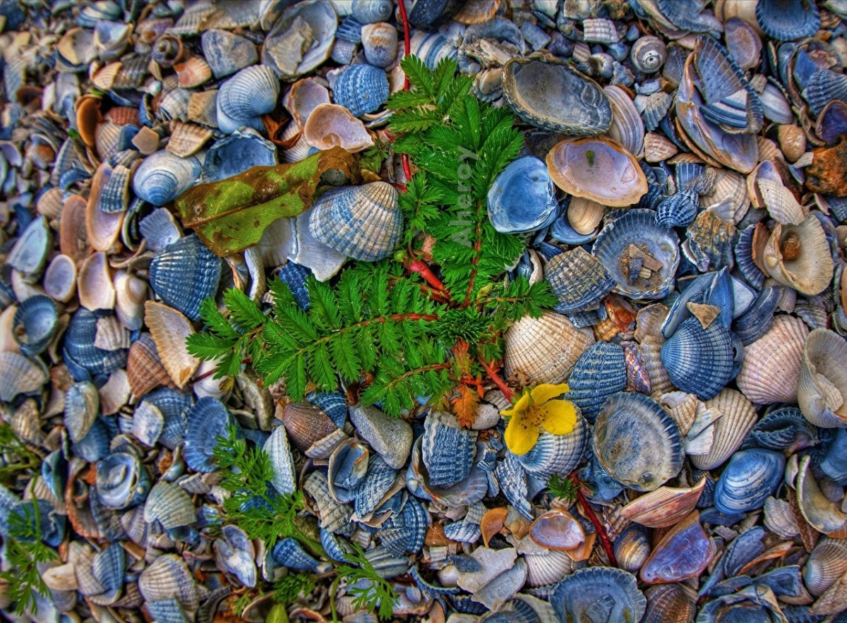 Морское дно с ракушками
