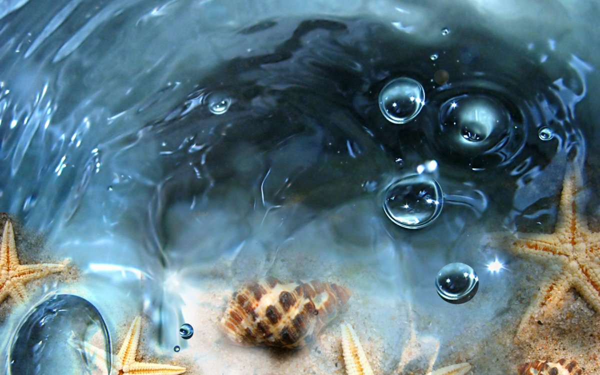 Морское дно с ракушками