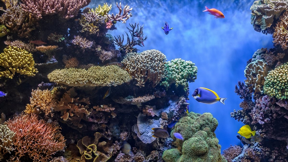 Подводный мир океана коралловый риф