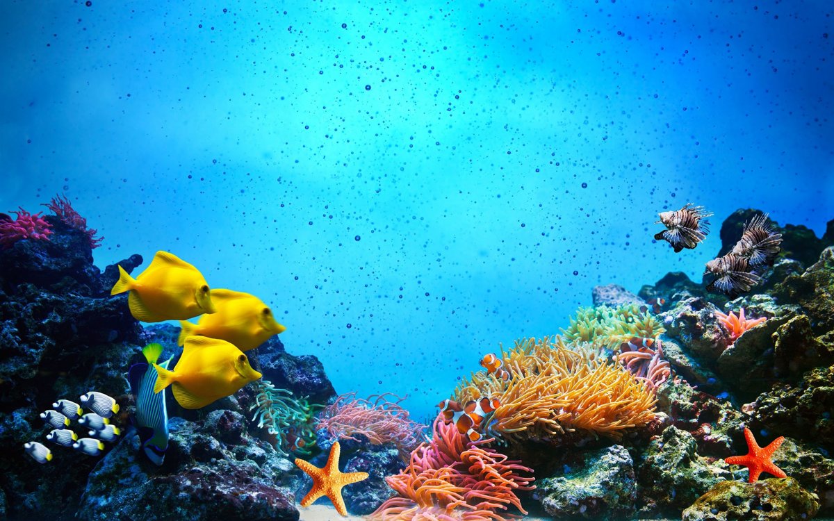 Рыбы красного моря риф