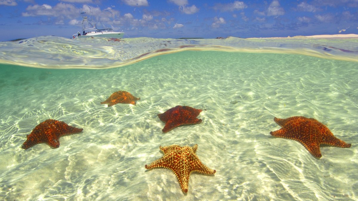 Большой Барьерный риф медузы