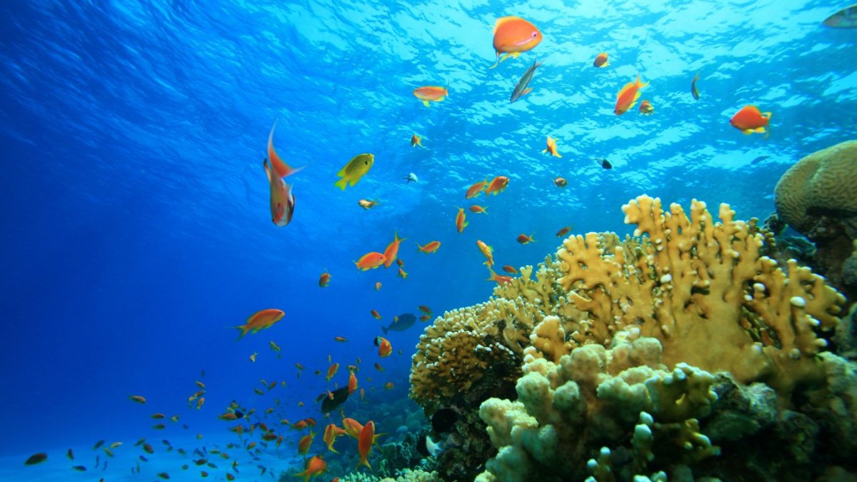 Океан внутри