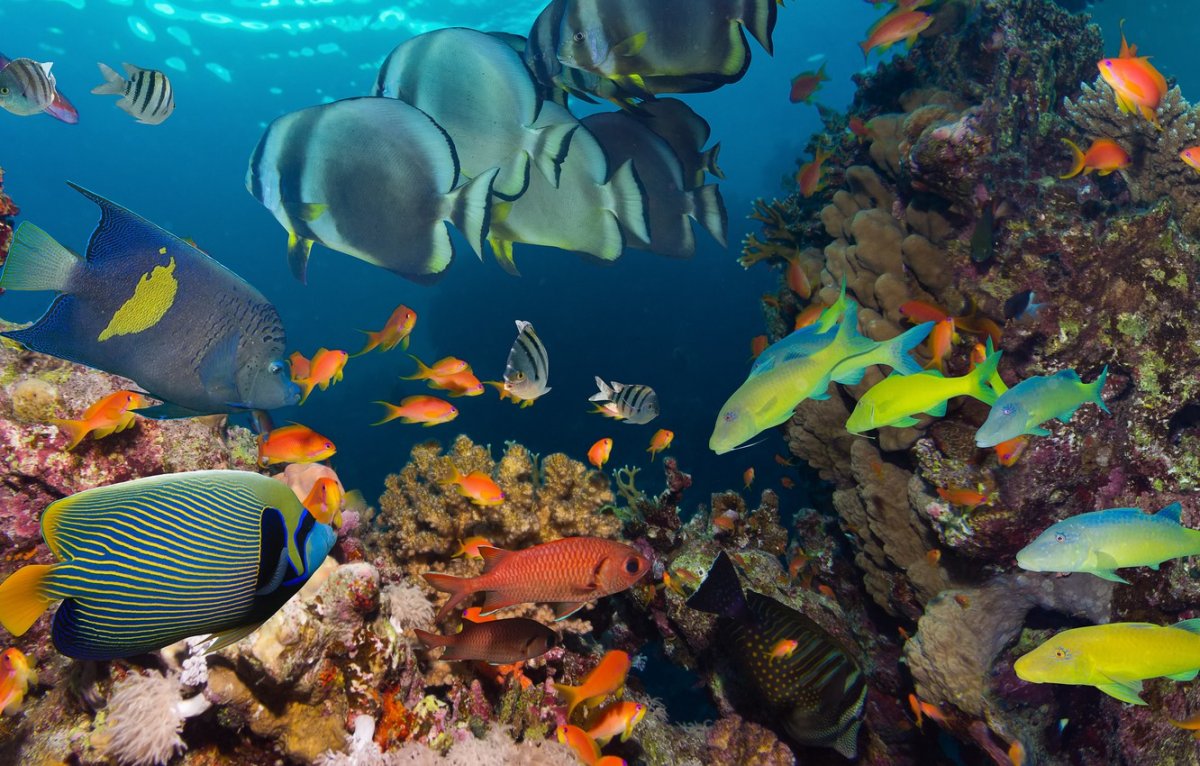 Шарм-Эль-Шейх море