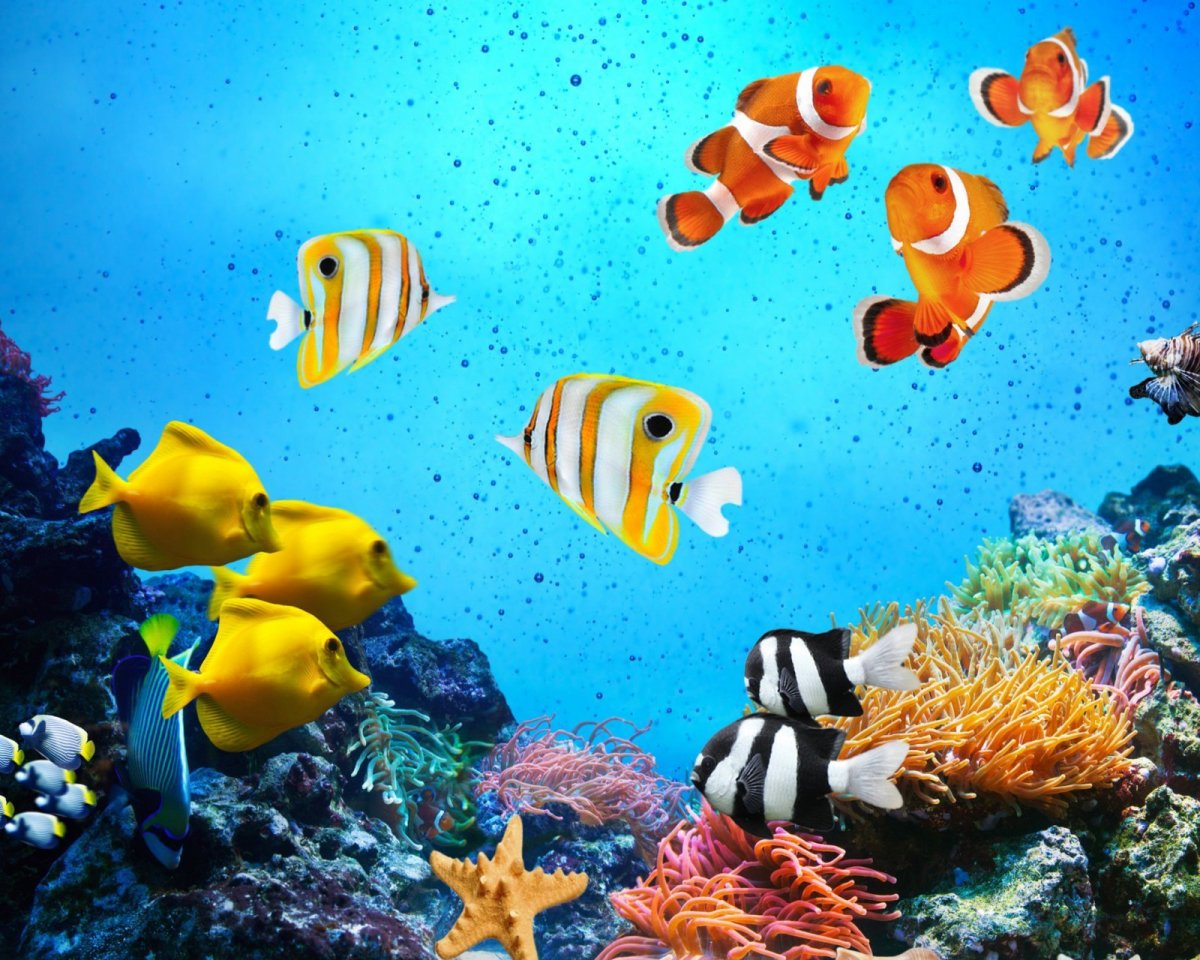 Барьерный риф кораллы