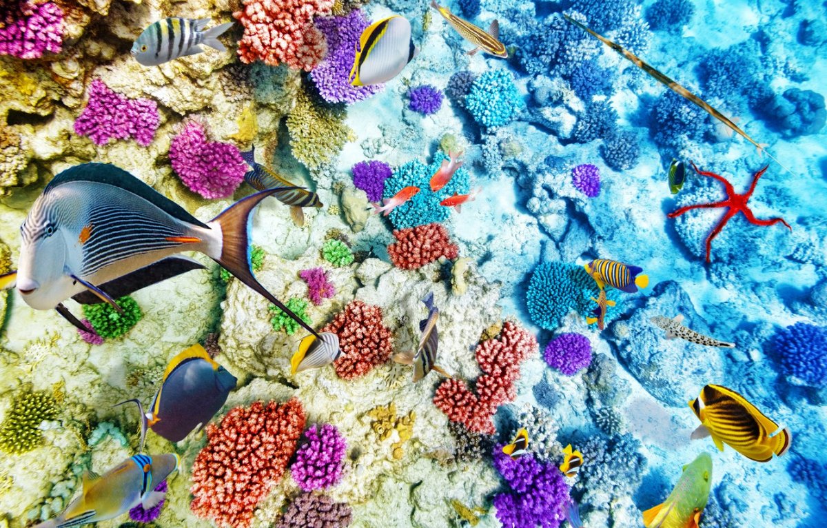 Ракушки морские на песке