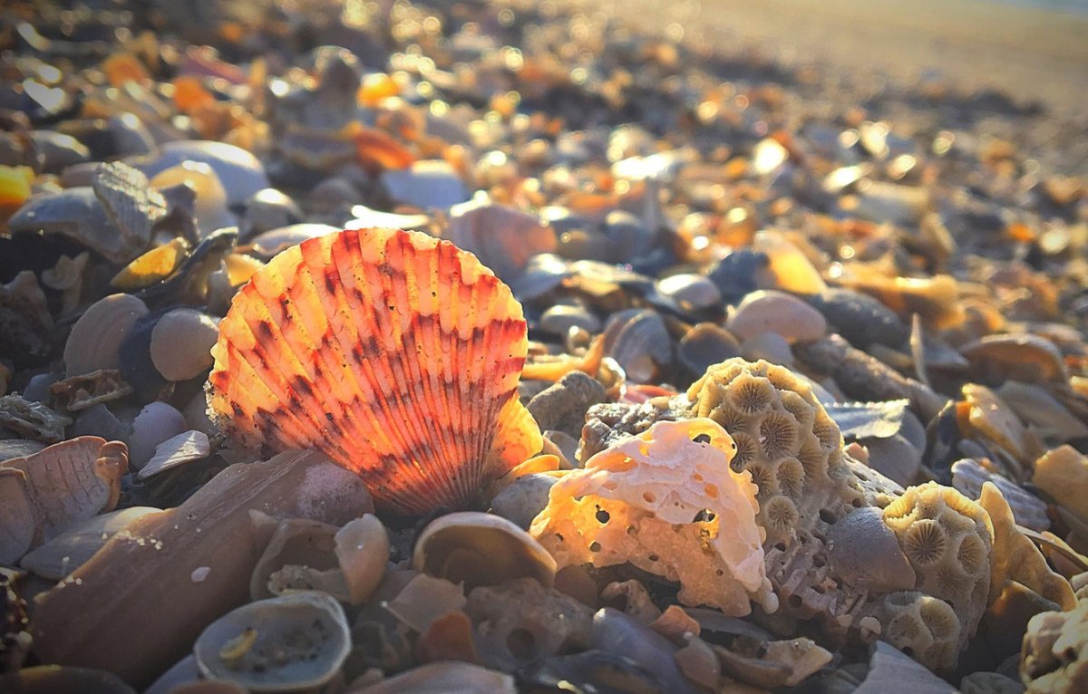 Куба кораллы