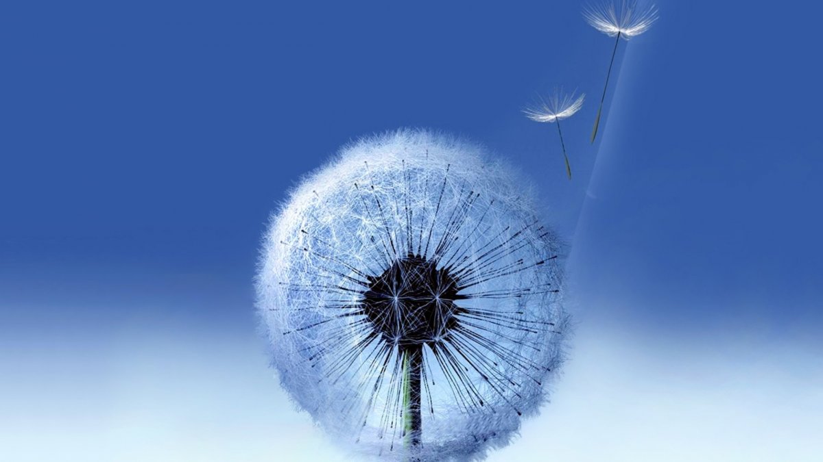 Заставка на рабочий стол одуванчики