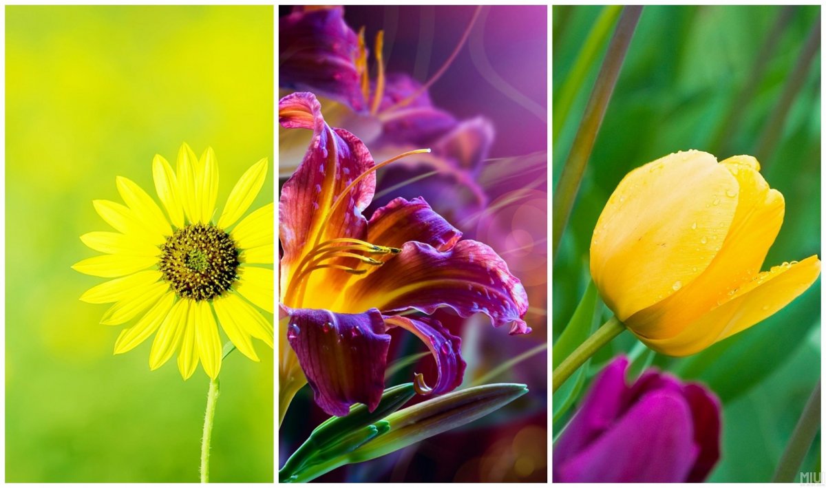 Красивые тройные обои