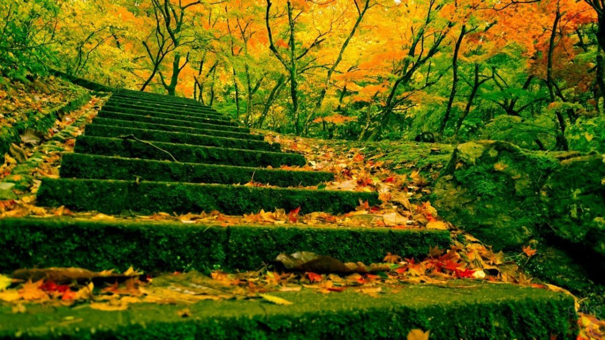 Лестница вверх