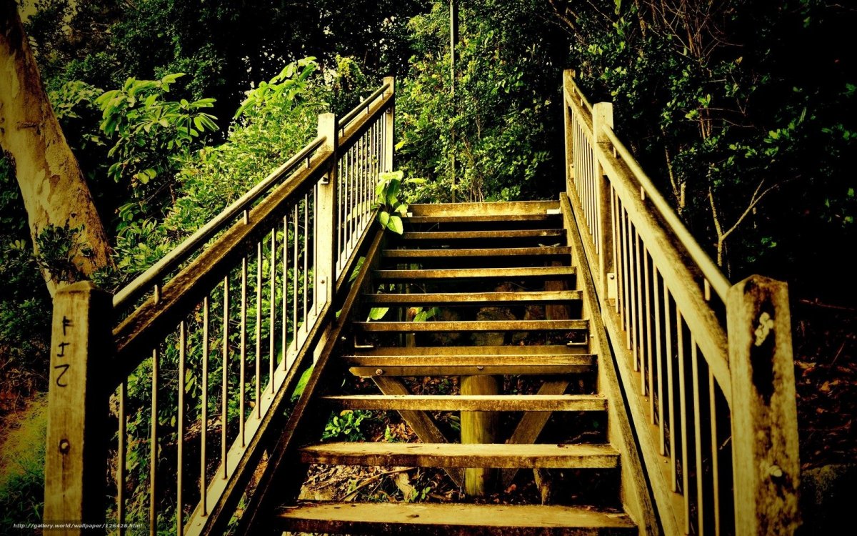 Лестницы в лесу