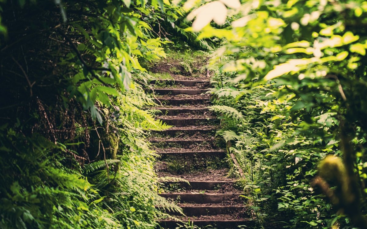 Заросшая лестница