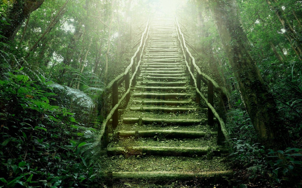 Ступеньки в лесу