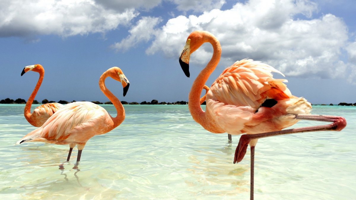 Фламинго на рабочий стол