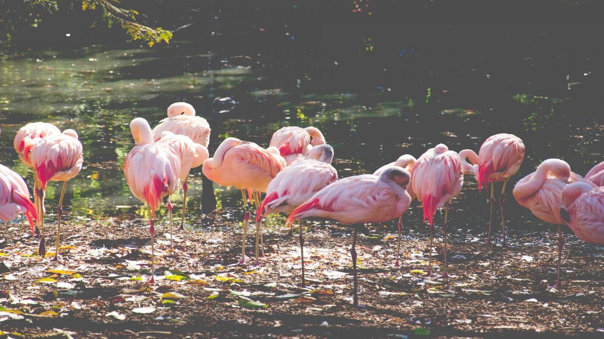 Фламинго Эстетика