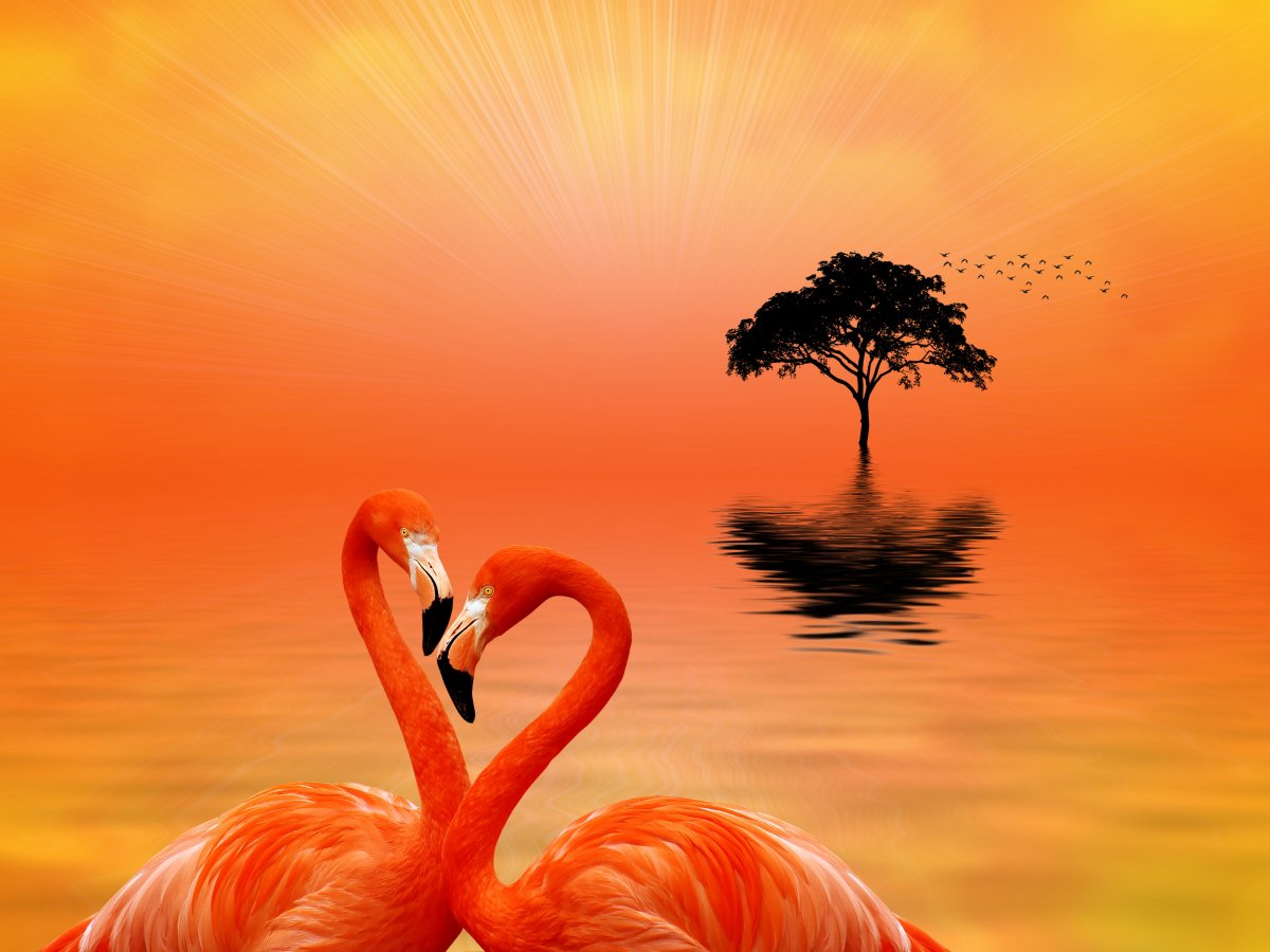 Фламинго на закате