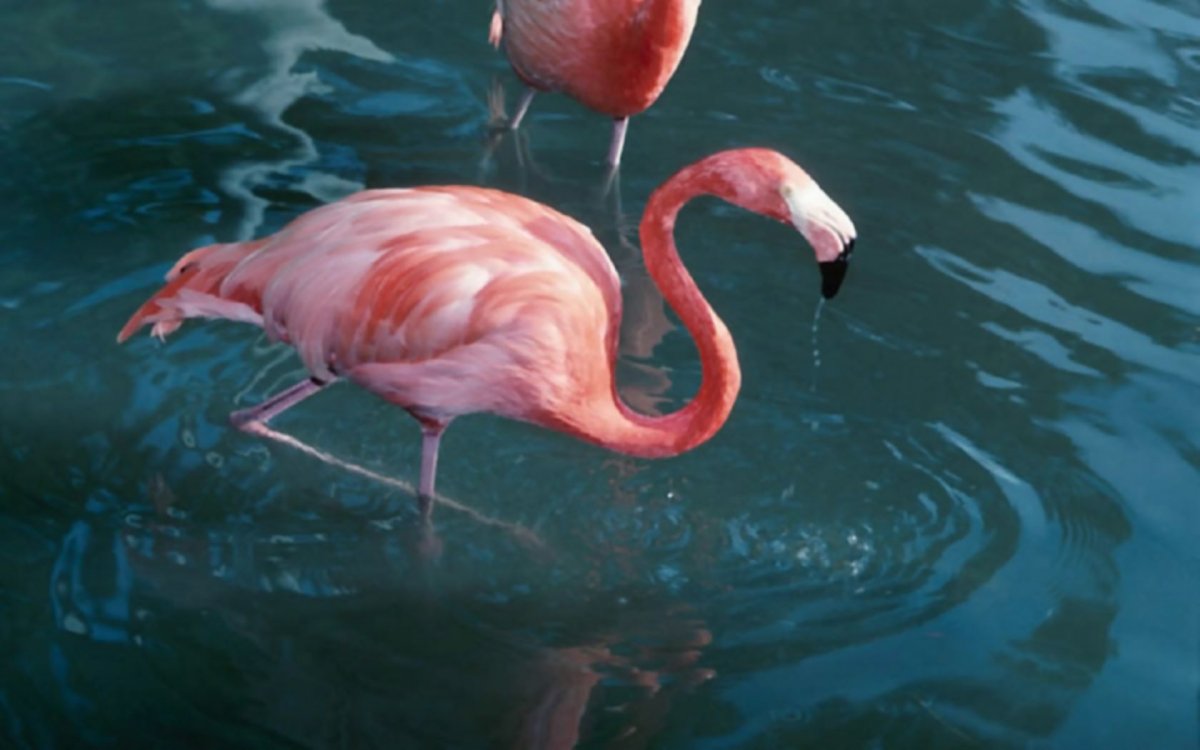 Розовый Фламинго Эстетика