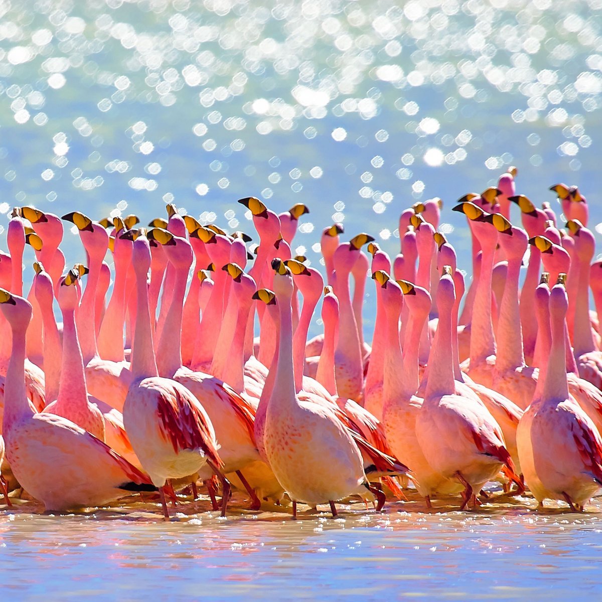 Боливия Фламинго