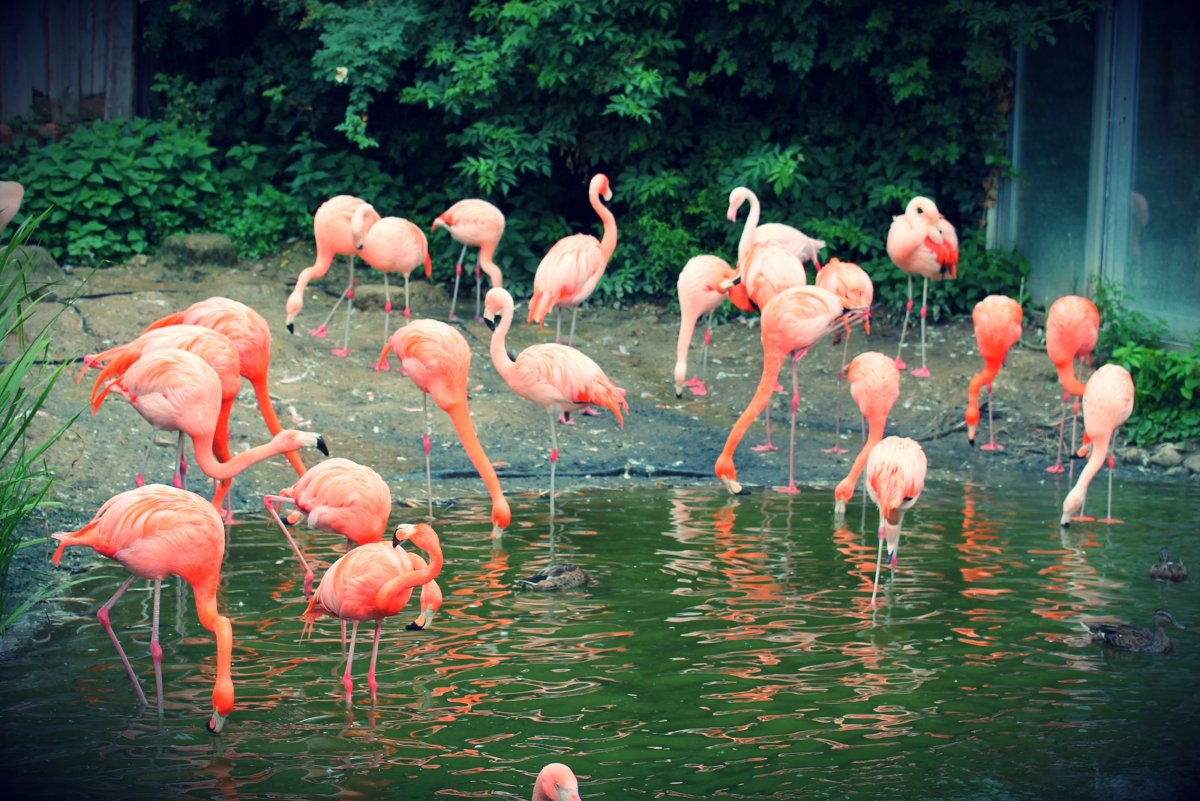 Стая Фламинго