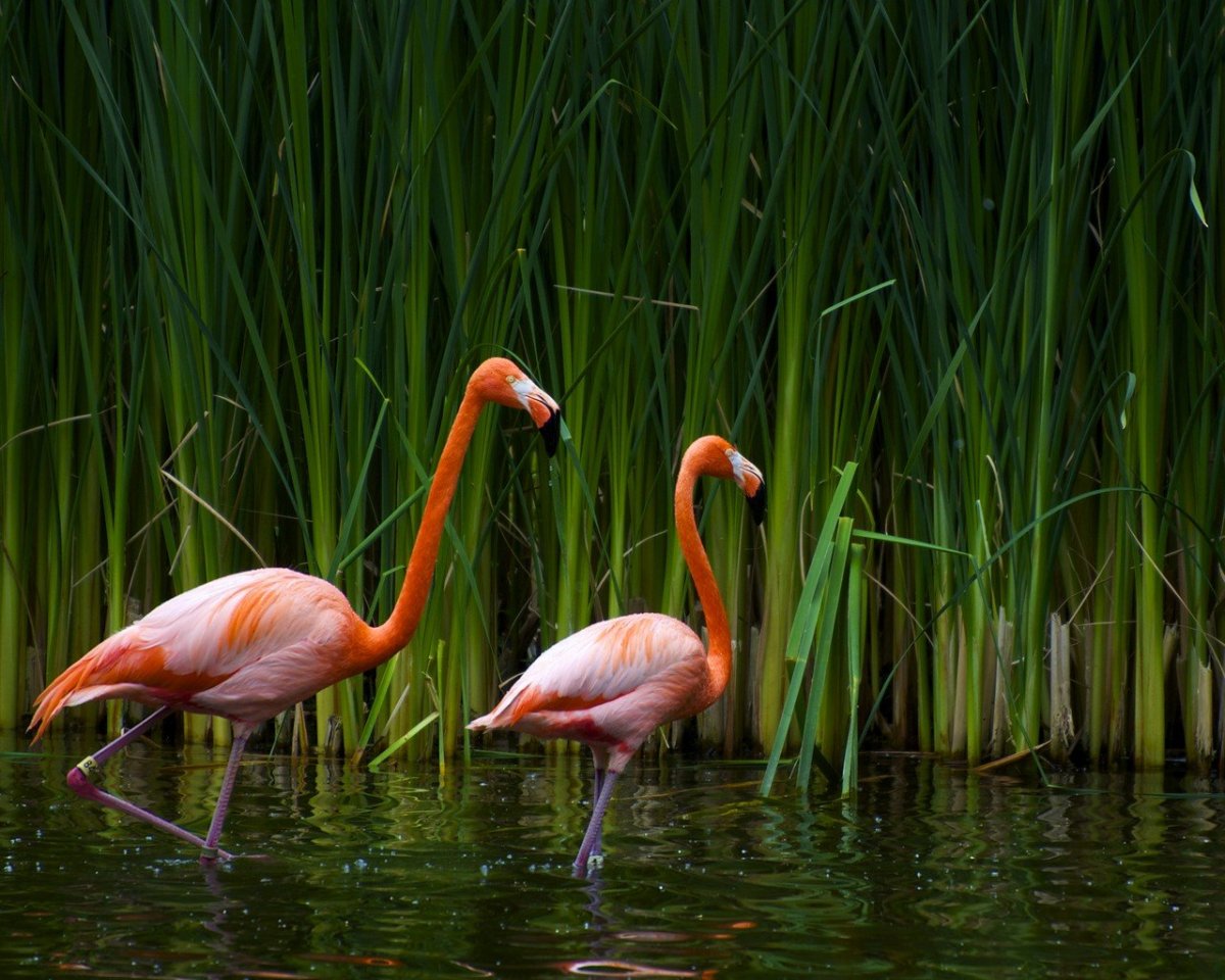 Озеро застывших Фламинго