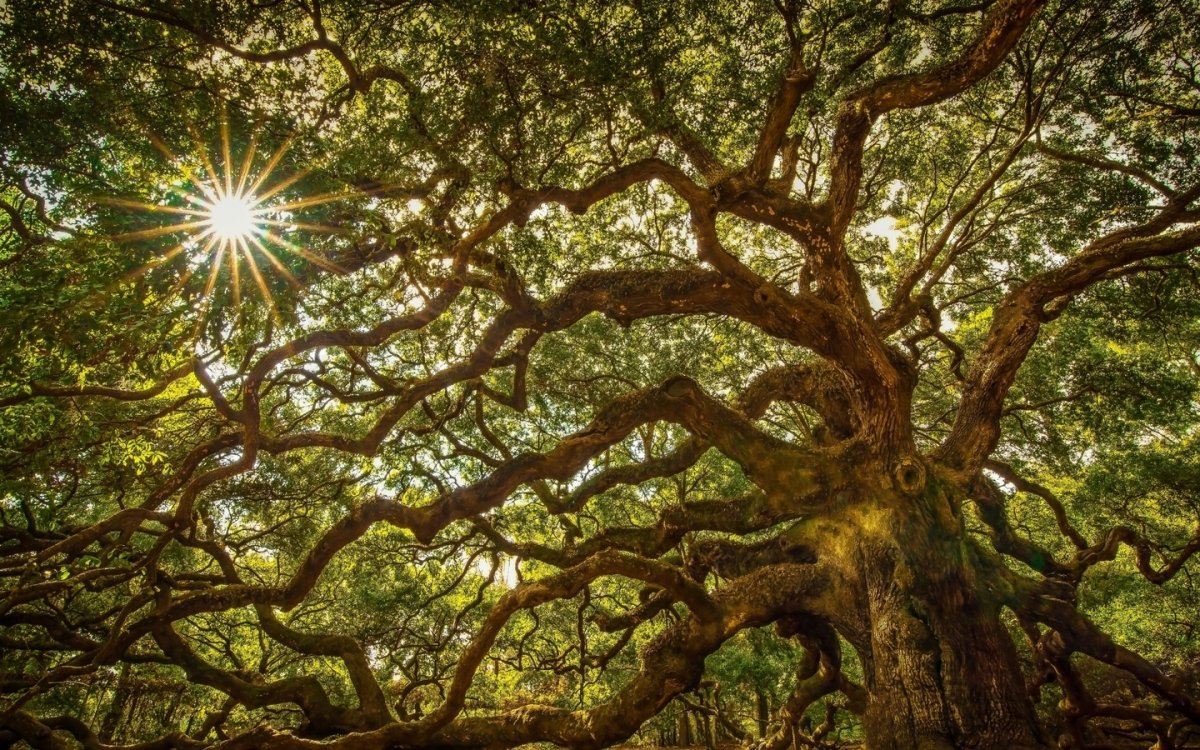 Ангельский дуб Южная Каролина