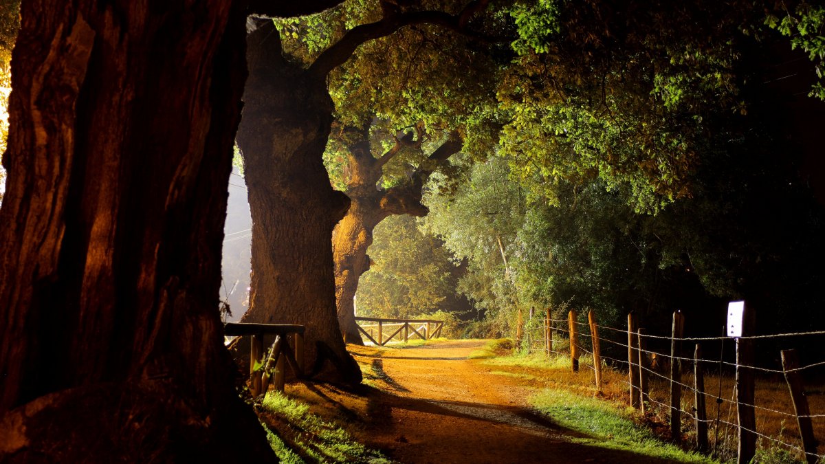 Красивый дуб